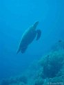 DSC09130 - 050329 - Gota Kebir (SO) - Tortue